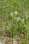 Atlantic camas